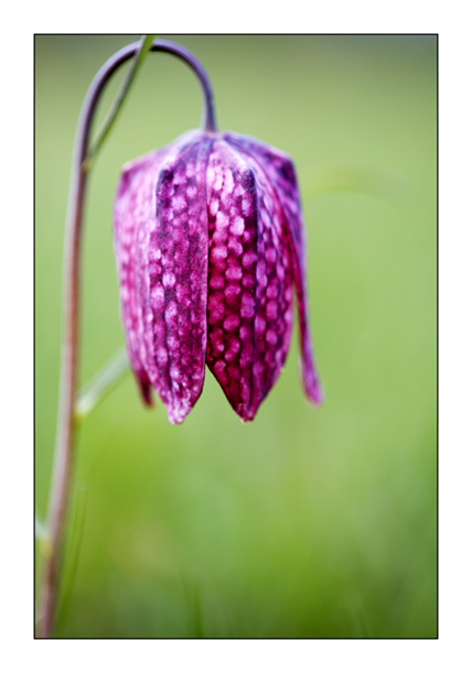 Snakeshead fritillary 10